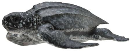 CollectA Leatherback Sea Turtle, Sea Animal Figure | Realistic Collectable Animal Figure for Imaginative Play, Gift for Kids Age 3+