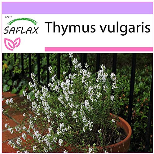 SAFLAX - Thym commun - 200 graines - Thymus vulgaris