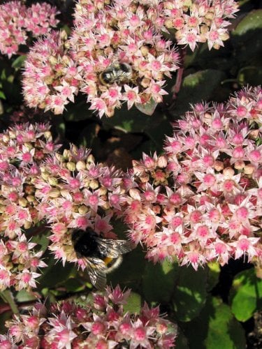 Staudenkulturen Wauschkuhn Sedum maximum 'Matrona' - Fetthenne - Staude im 11cm Topf
