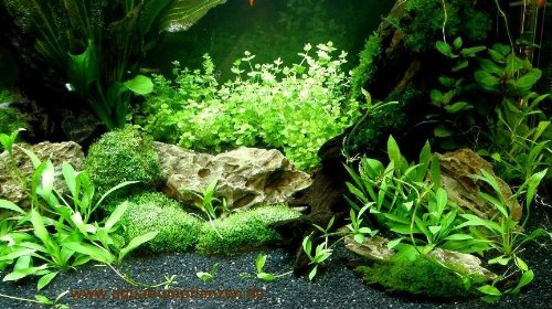 Aquariumpflanzen Set für 300 l Aquarium (12)