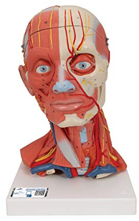 3B Scientific C05 Kopf- und Halsmuskulatur, 5-teilig + kostenlose Anatomie-Software - 3B Smart Anatomy (evtl. nicht in deutscher Sprache)