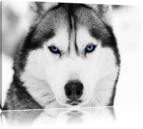 Pixxprint Husky mit blauen Augen B&W, Größe: 80x60cm, Leinwandbild, fertig gespannt, Wandbild, Dekoration, Kunstdruck, kein Poster