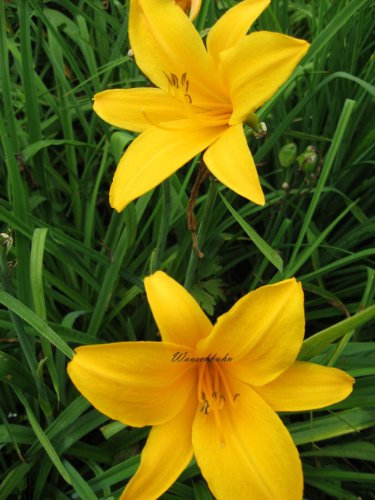 Staudenkulturen Wauschkuhn Hemerocallis Hybr. 'Reverend Traub' - Taglilie - Staude im 11cm Topf