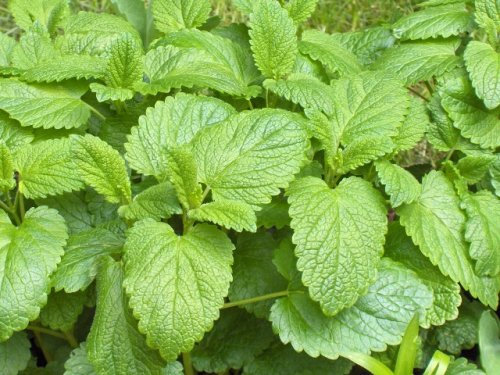 LEMON BALM -Melissa officinalis - Herb garden 500 SEEDS