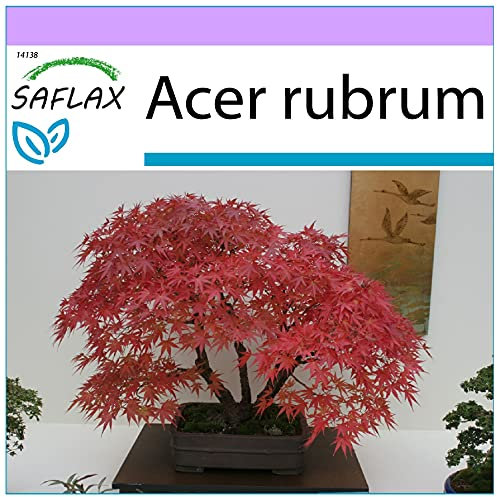 SAFLAX - Bonsai - Rotahorn - 20 Samen - Acer rubrum