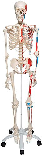 3B Scientific® Menschliches Anatomie-Skelett – Lebensgroßes Mini-Modell mit abnehmbarem Schädel, flexiblen Gelenken, Ständer + Smart Anatomy App (5 Jahre Garantie)