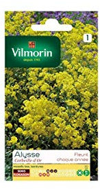 Vilmorin - Sachet graines Alysse Corbeille d'or
