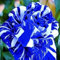 150PCS Blue Dragon-Rosen-Samen Seltene schöne Streifen Busch Pflanze Garten oder Hof Blume Rose