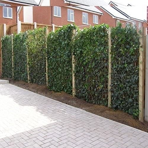 ClematisOnline - 12 x edera 75-100 cm (Hedera Hibernica): 12 x 7,5 pagamenti, 12 piante rampicanti sempreverdi per una protezione da sguardi indiscreti da 2 metri, 100% (opaca)