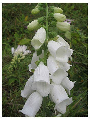 PREMIER SEEDS DIRECT - Digitalis - Foxglove - ALBA - White - 0.8 GRAM ~ Approx 8000 Seeds