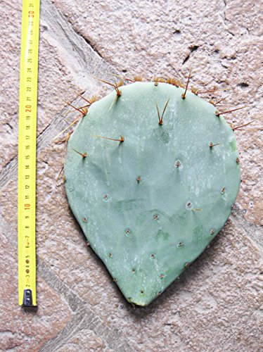 Opuntia tardispina (n.1 pala) 15-25 cm, cactus, planta suculenta dura de invierno, resistente hasta -20 C