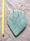 Opuntia tardispina (n.1 Schaufel) 15-25 cm, Kaktus, winterharte Sukkulente, beständig bis -20 C