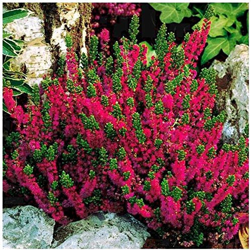 GrowOn Shrubs [x3] Scottish Heather Calluna Vulgaris 'Dark Beauty' | Multi-Pack | Evergreen Shrubs | Outdoor Garden Ready Plants | Summer and Autumn Flowering | Cerise, Ruby-Red Flowers