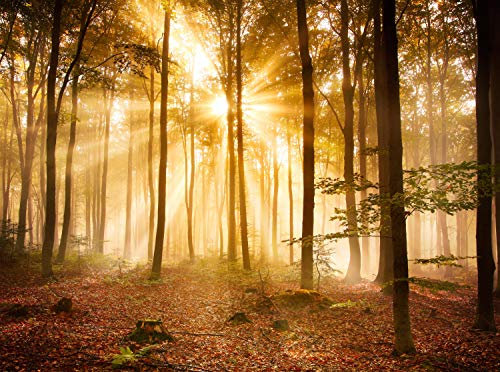 wandmotiv24 Fototapete Wald am Morgen Größe: 350 x 260 cm Wandbild, Motivtapete, Vliestapete KTk391