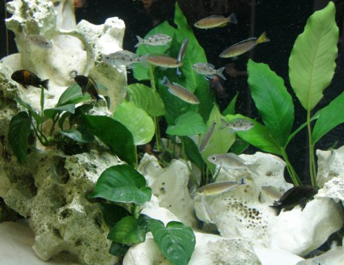 15 barschfeste Wasserpflanzen, Dünger, Aufbereiter