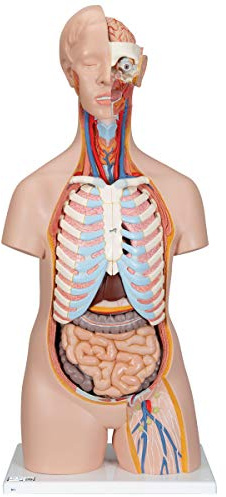 3B Scientific Classic-Torso-Modell, in klassischer Ausführung, geschlechtsneutral, 16-teilig, inkl. anatomischer Software „3B Smart Anatomy“ (evtl. nicht in deutscher Sprache)