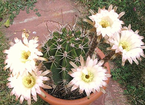 Echinopsis leucantha rara pianta di cactus fioritura di semi di cactus succulente 50 semi