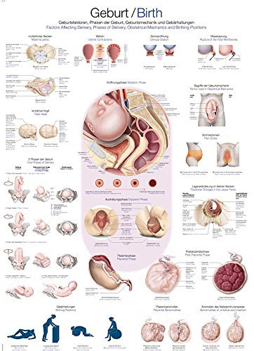 anatomische Lehrtafel „Geburt“ Anatomie Poster, Lehrposter, 70 x 100 cm