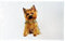 Half a Donkey Yorkshire Terrier Dog Large Cotton Tea Towel
