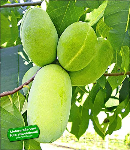 BALDUR Garten HÄBERLI'S Indianer-Banane® Prima®- veredelte Sorte 1 Pflanze, Asimina triloba veredelt winterhart