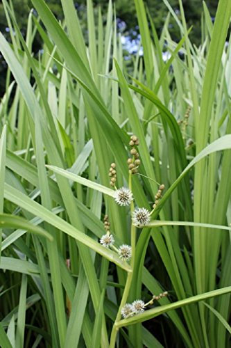 Wasserpflanzen Wolff - Sparganium erectum - Ästiger- Aufrechter- Igelkolben, grün - 4er-Set im Gratis-PFLANZKORB -