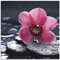 ARTland Wanddeko Glasbilder Wandbild Glas Bild einteilig 40x40 cm Quadratisch Asien Natur Botanik Blumen Blüten Orchideen Zen Entspannung Pink T9MN