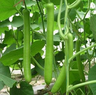 AS21 Green Long Bottle Gourd Seeds 8 -- Collected the year of 2014