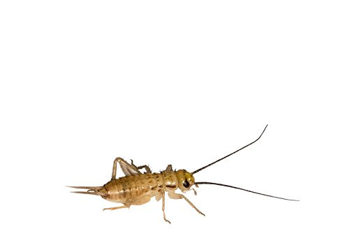 1 Dose Micro Heimchen, Futterinsekten Futtertiere
