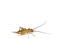 1 Dose Micro Heimchen, Futterinsekten Futtertiere