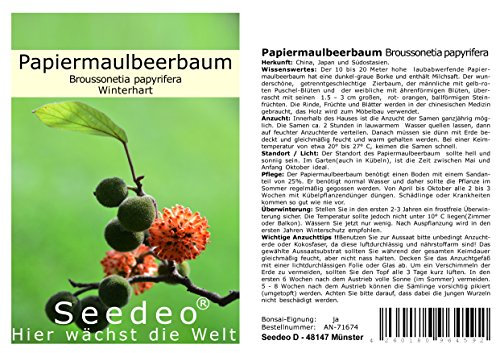 Seedeo® Papiermaulbeerbaum (Broussonetia papyrifera) 100 Samen