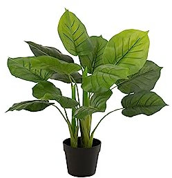 J-Line Pothos Plante En Pot Plastique Vert