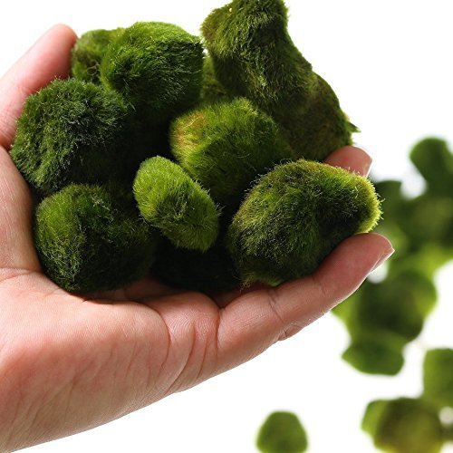 10 Giant Living Marimo Moss Balls (3.8~5cm) + 1 small Marimo Free! Live Cladophora Aquarium Aquatic Plant for Fish or Shrimp Tank, 8-15 years old, for discus betta decor ornament crystal red cherry shrimp cheapest diffuser Co2 fern java christmas xmas Anubias where buy what is how to grow japanese japan algae aegagropila terrarium bonsai pets easy home plant air rare ada coral reef saltwater brackish plant