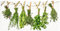Affiche Tableau Murale Autocollante Feuille de Vinyle 3D - Sticker Muraux 60x30 cm La photographie Plantes & Fleurs Aromates T3WN