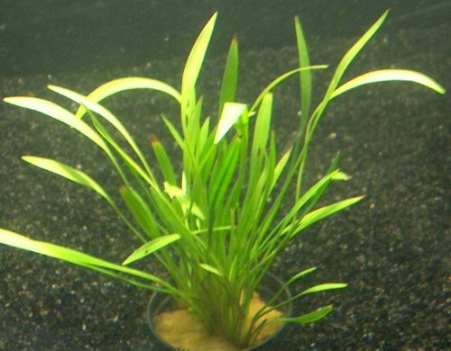 5 Bunde Echinodorus Tenellus, grasartige Pflanze