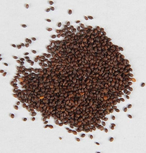 Dost Wilder Majoran Origanum vulgare 1000 Samen