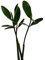 RWS mangle rojo (Rhizophora mangle) semillas/plantas de semillero *** Mangrovenbäume son súper raras plantas de interior ***