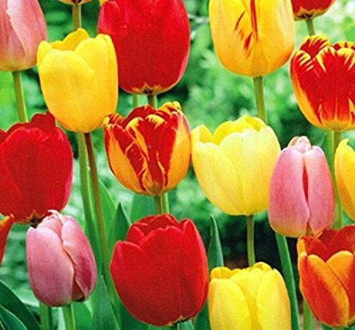 10 Mixed Colors Tulip Bulbs - Freshly Imported from Holland