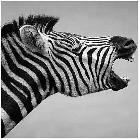 Vliestapete Brüllendes Zebra II Premium, HxB: 336cm x 336cm