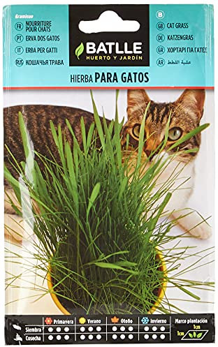 Battle - Semi Aromatici Erba per Gatti (Semi - 10-15Cm)