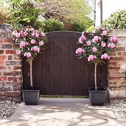 YouGarden Pair of Premium Oleander Pink 'Emilie' Bushes in 15cm Pots, Year Round Plants for Pots, Containers and Patios, Supplied as Established Bushes Ready to Plant Out