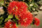Seedeo Neuseeländischer Weihnachtsbaum (Metrosideros excelsa) 200 Samen