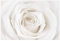 Bilderwelten Blumen Fototapete Landhaus inkl. Kleister 336x225cm - Vliestapete Made in Germany - große Blumen Tapete Schlafzimmer - Rosen Blumentapete 3D - Tapete floral Wohnzimmer Flur T_2138