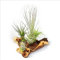 exotenherz - Tillandsias sur Mopaniwurzel - XXL - 5 plantes