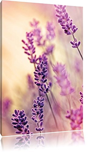 Pixxprint Lavendel, Größe: 60x40cm, Leinwandbild, fertig gespannt, Wandbild, Dekoration, Kunstdruck, kein Poster