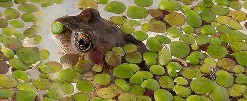 DuckWeed - 1 Large TableSpoon (70 Grams) - tortoise food