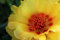 100 YELLOW Portulakröschen/MOSS ROSE Goldblumen-Samen