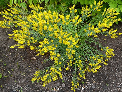 Färberginster Genista tinctoria 80 Samen