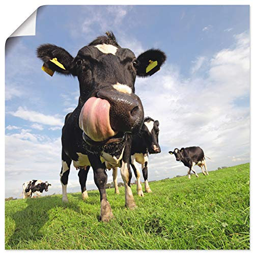 ARTLAND Wanddeko Poster & Kunstdrucke Wandposter 70x70 cm Kuh Tiere Zunge Lustig Süß Landhaus Bauernhof T5WJ