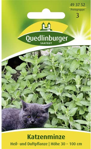 Katzenminze, Nepeta cataria, ca. 50 Samen