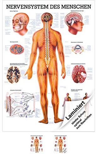 Das Nervensystem Lehrtafel Anatomie 100x70 cm medizinische Lehrmittel